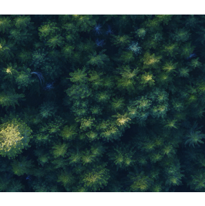 "Top view of dense green forest with various tree types and textures."