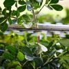 STIHL HSA 40 Hækkeklipper - Uden batteri og lader